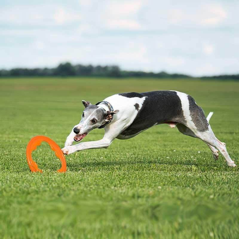 Bionic Toss-N-Tug Turbo 22.7cm