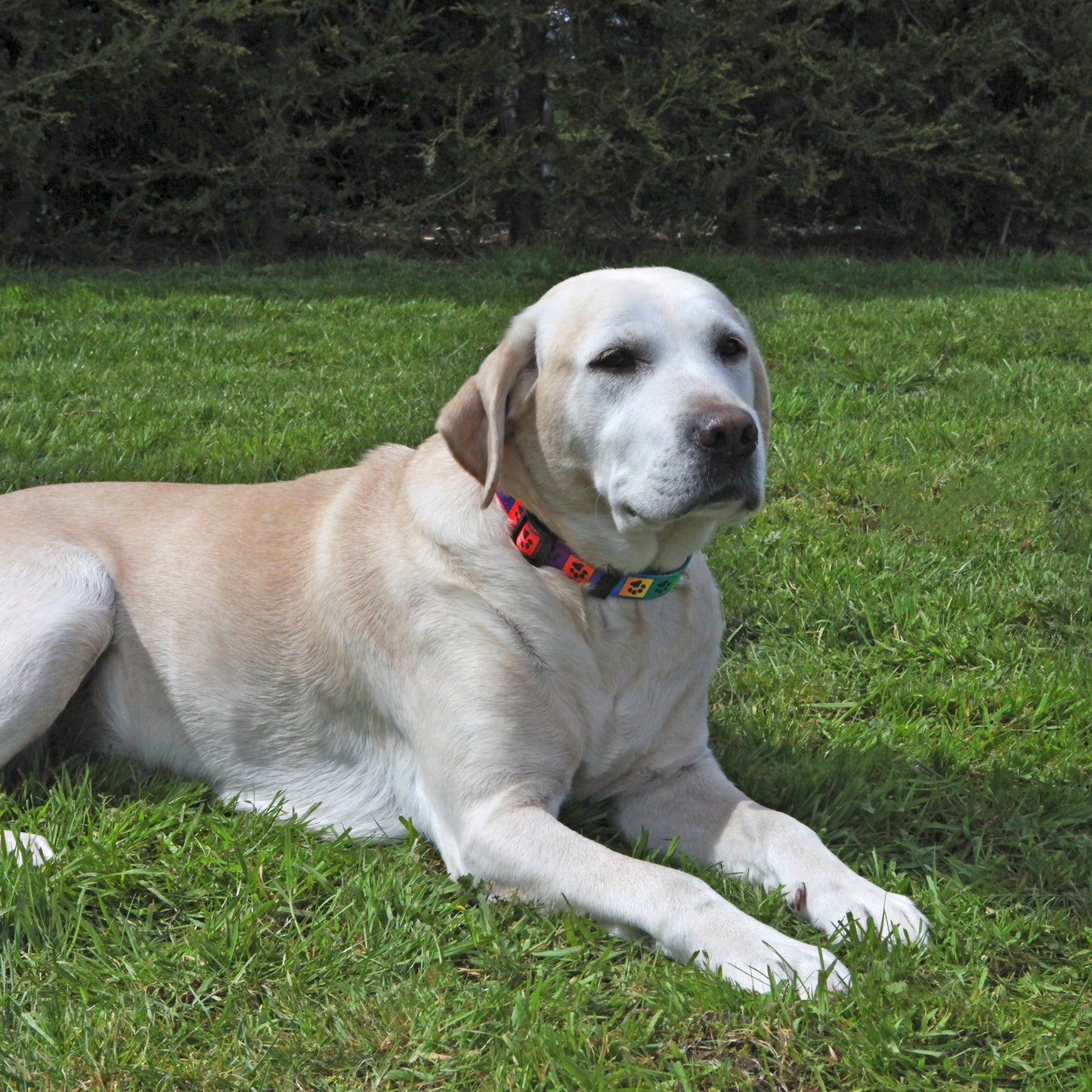 Rosewood Puppy Collar & Lead Set Multi Print