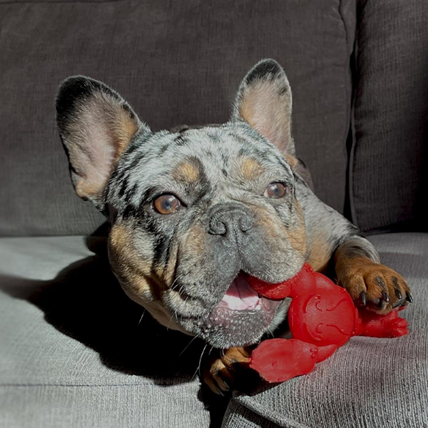 Nylabone Extreme Lobster Fillet Mignon Small