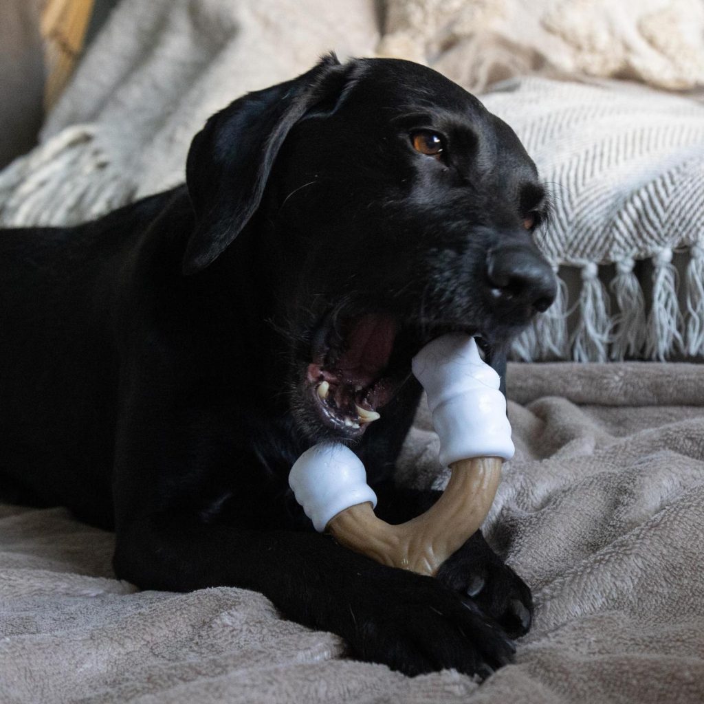 Nylabone Toasted Marshmallow & Peanut Butter With Real Wood