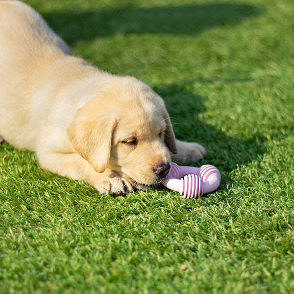 Cyber Rubber Puppy Teether Shapes Assorted Colours