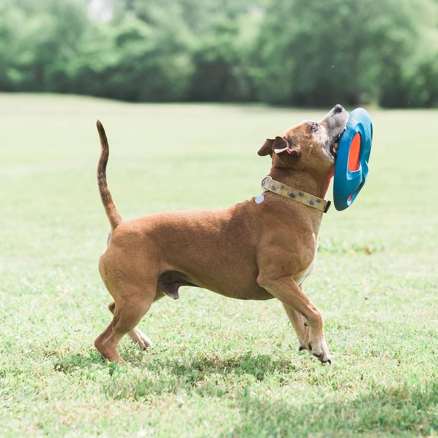 Chuckit! Fetch Flight