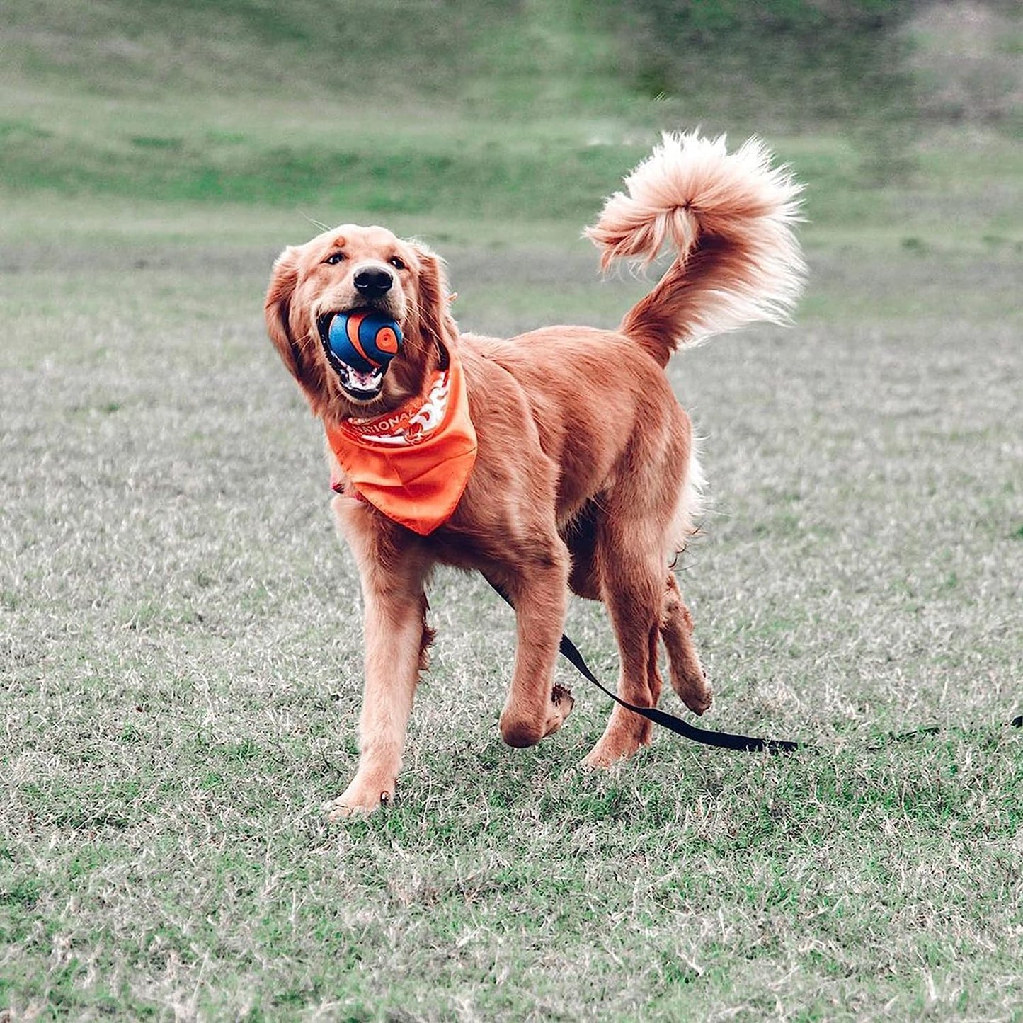 Chuckit! Ultra Squeaker Ball Extra Large