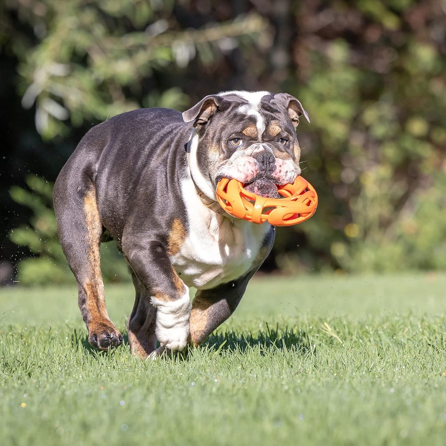 Chuckit! Air Fetch Wheel