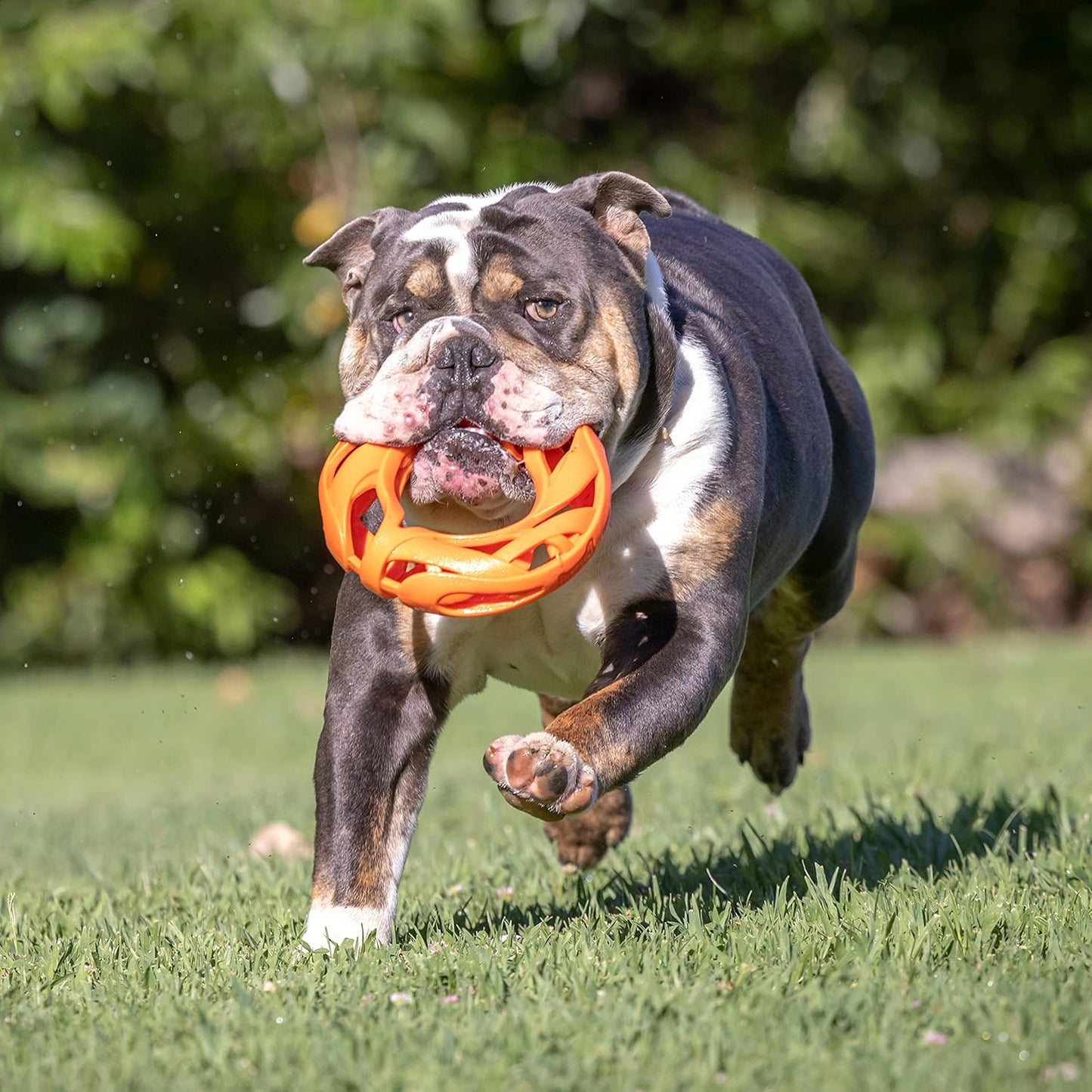 Chuckit! Air Fetch Wheel