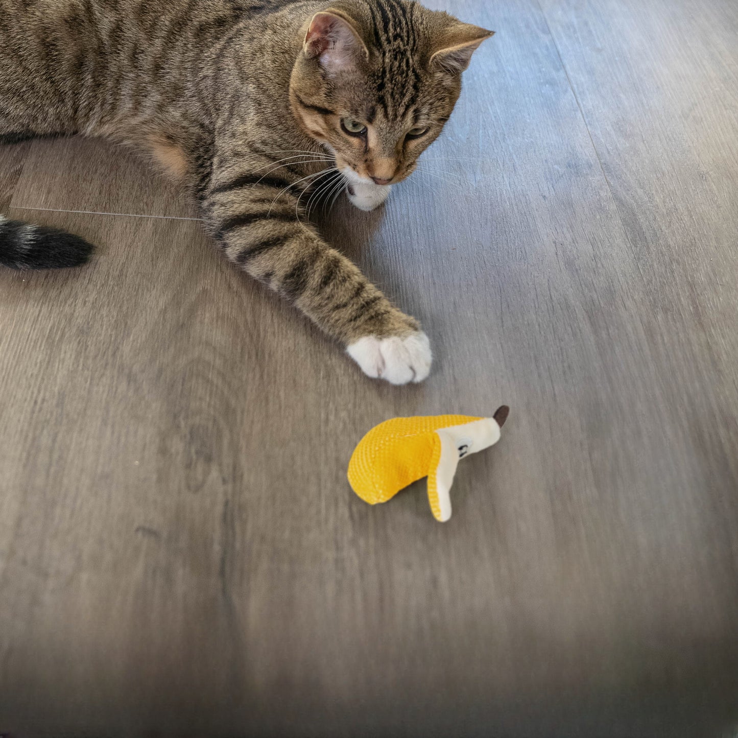 Catstages Dental Banana