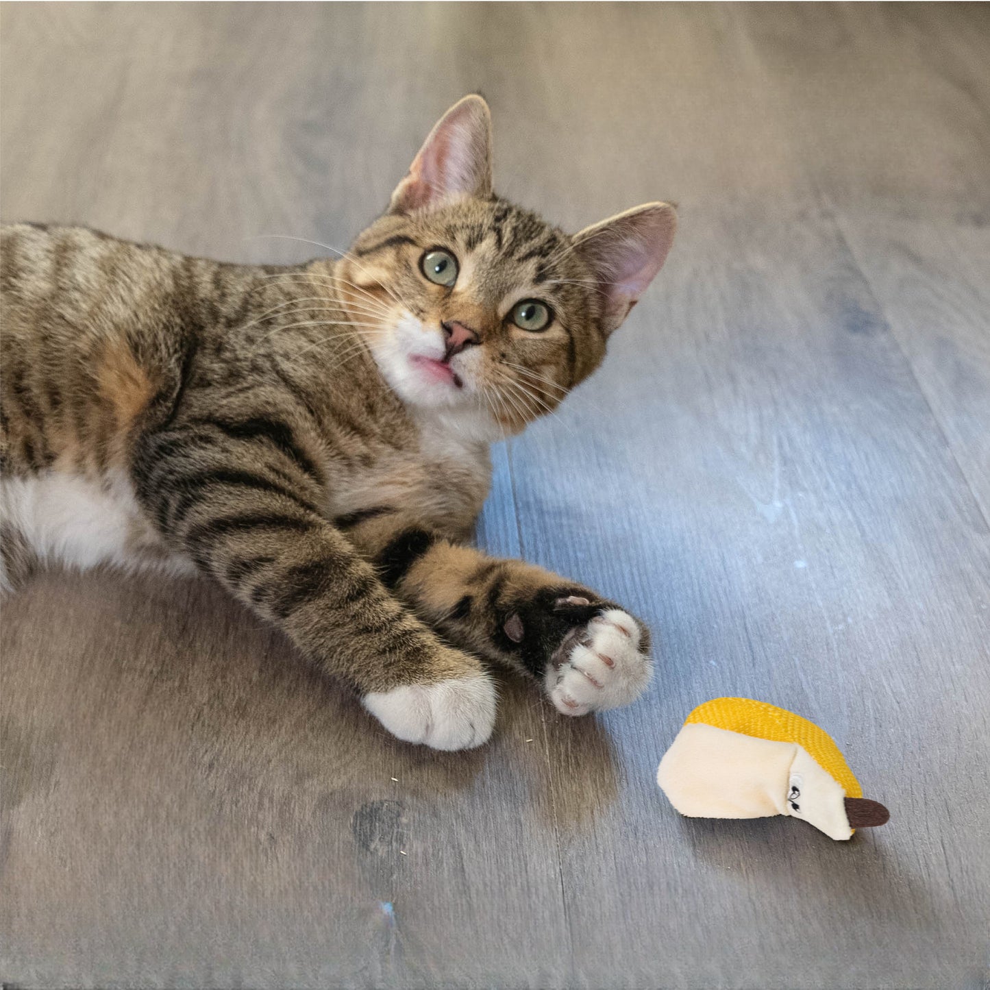 Catstages Dental Banana
