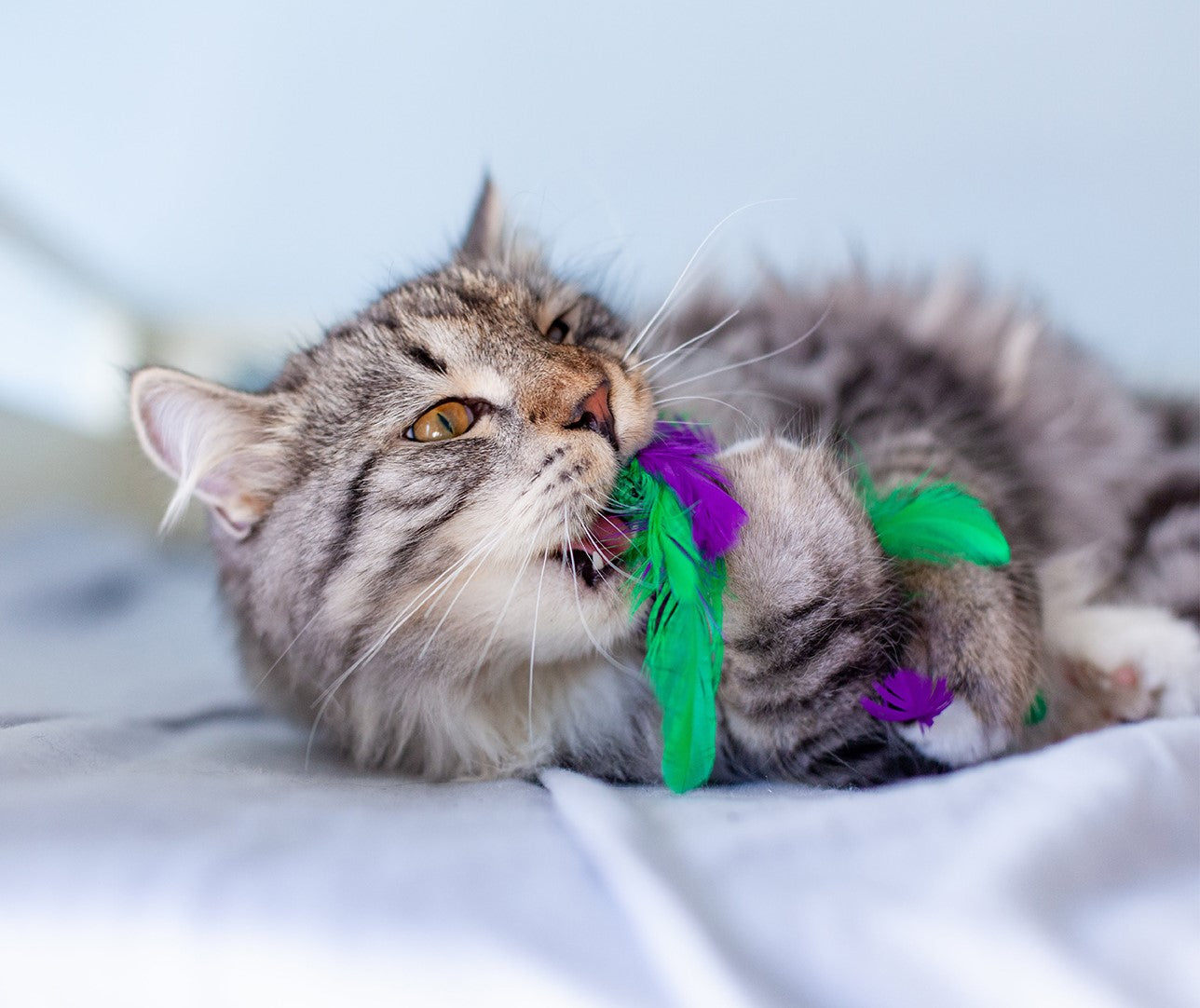Catstages Krazy Kale Multi Textured Cat Crinkle Feather Toy