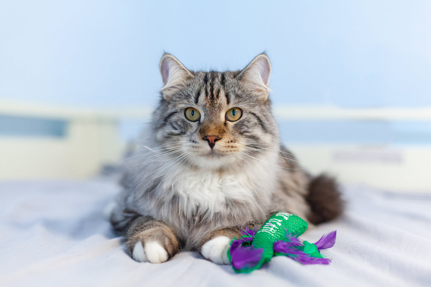 Catstages Krazy Kale Multi Textured Cat Crinkle Feather Toy