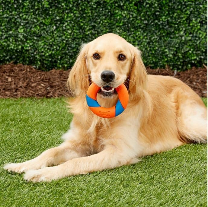 Chuckit! Ultra Squeaker Ring