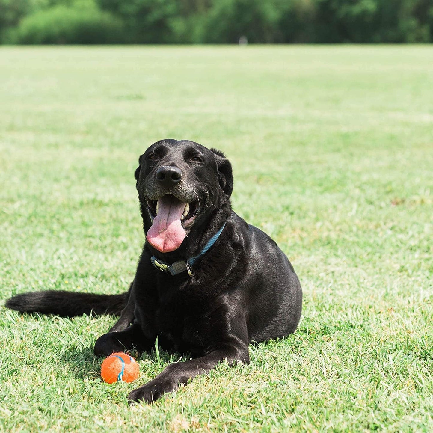 Chuckit! Tennis Ball Large 1 Pack
