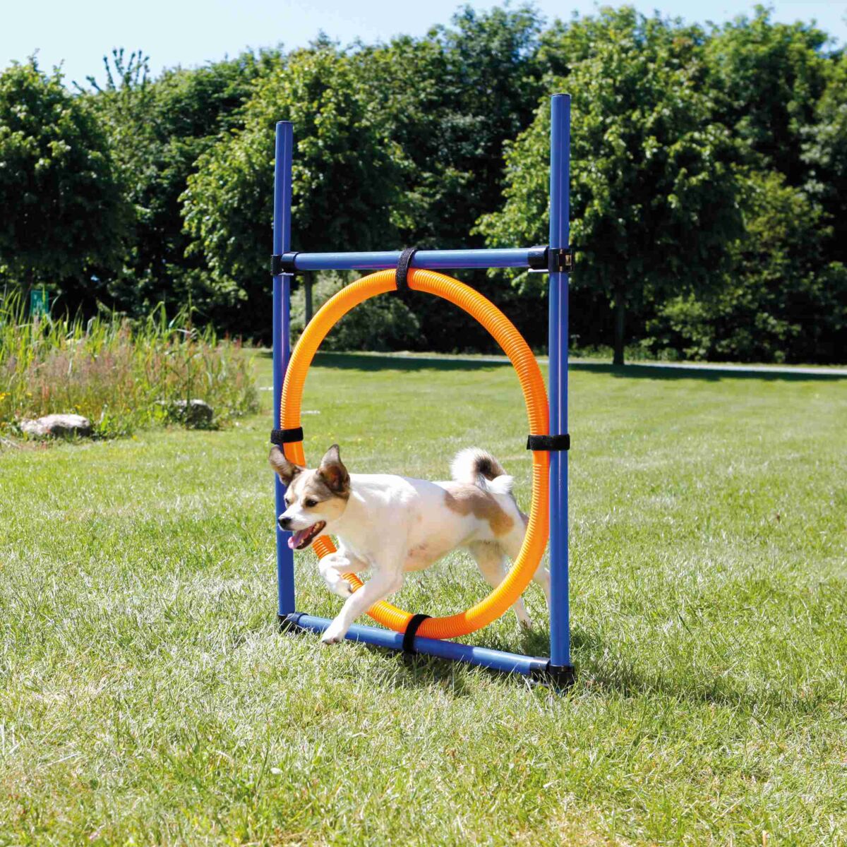 Trixie Fun Agility Ring, Plastic, 115 x 3 cm Blue/Orange