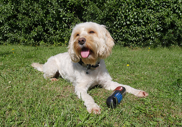 Rosewood Jolly Doggy Throw & Flash Stick