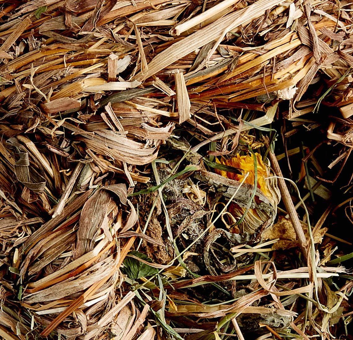 Rosewood Naturals Dandelion Roll A Nest
