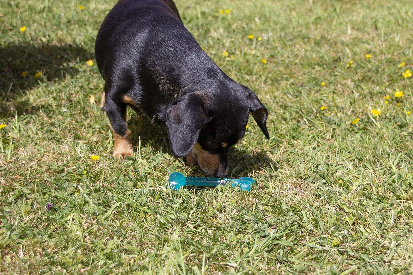 Rosewood Biosafe Puppy Bone Blue