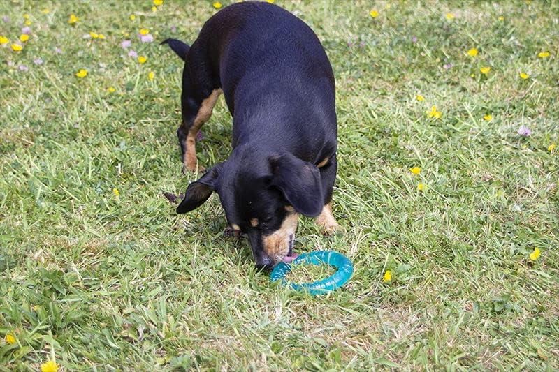 Rosewood Biosafe Puppy Ring Blue