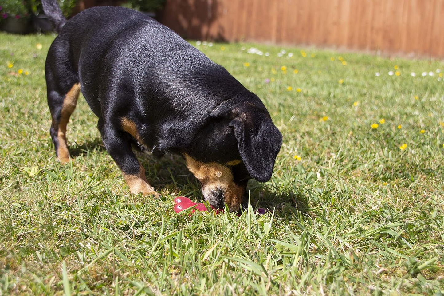 Rosewood Biosafe Puppy Bone Pink