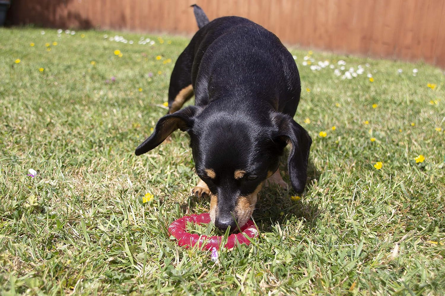 Rosewood Biosafe Puppy Ring Pink