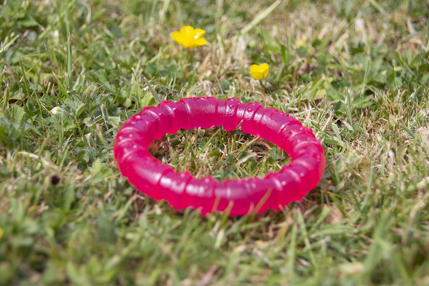 Rosewood Biosafe Puppy Ring Pink