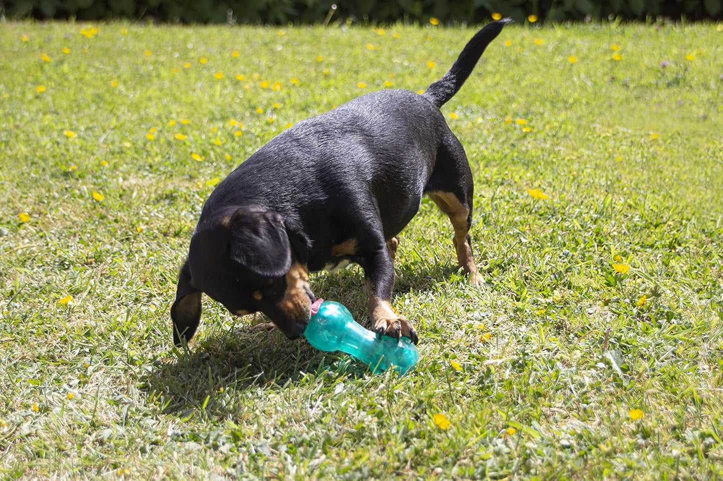 Rosewood Biosafe Puppy Dumbbell Blue