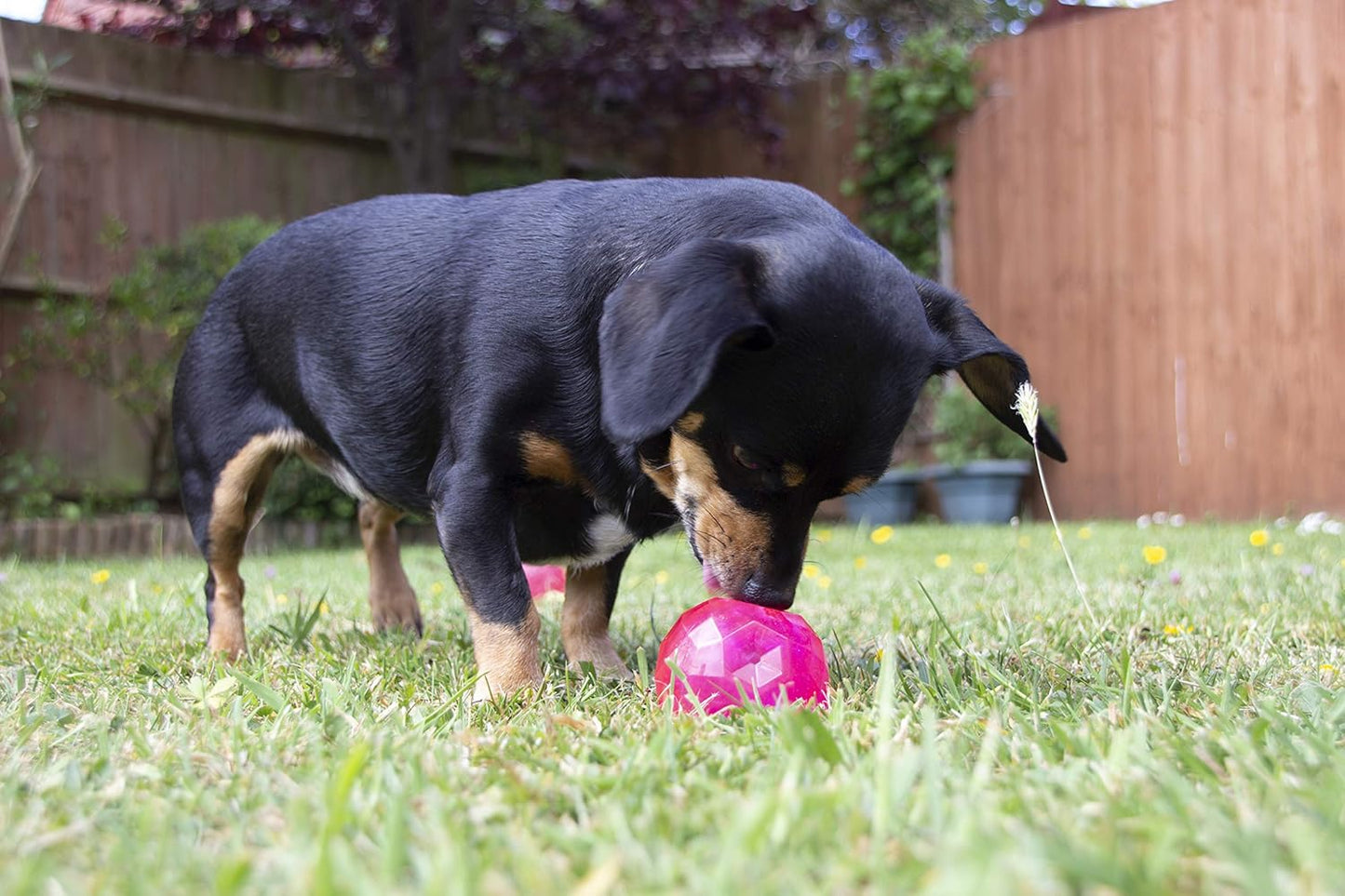 Rosewood Biosafe Puppy Treat Ball Pink