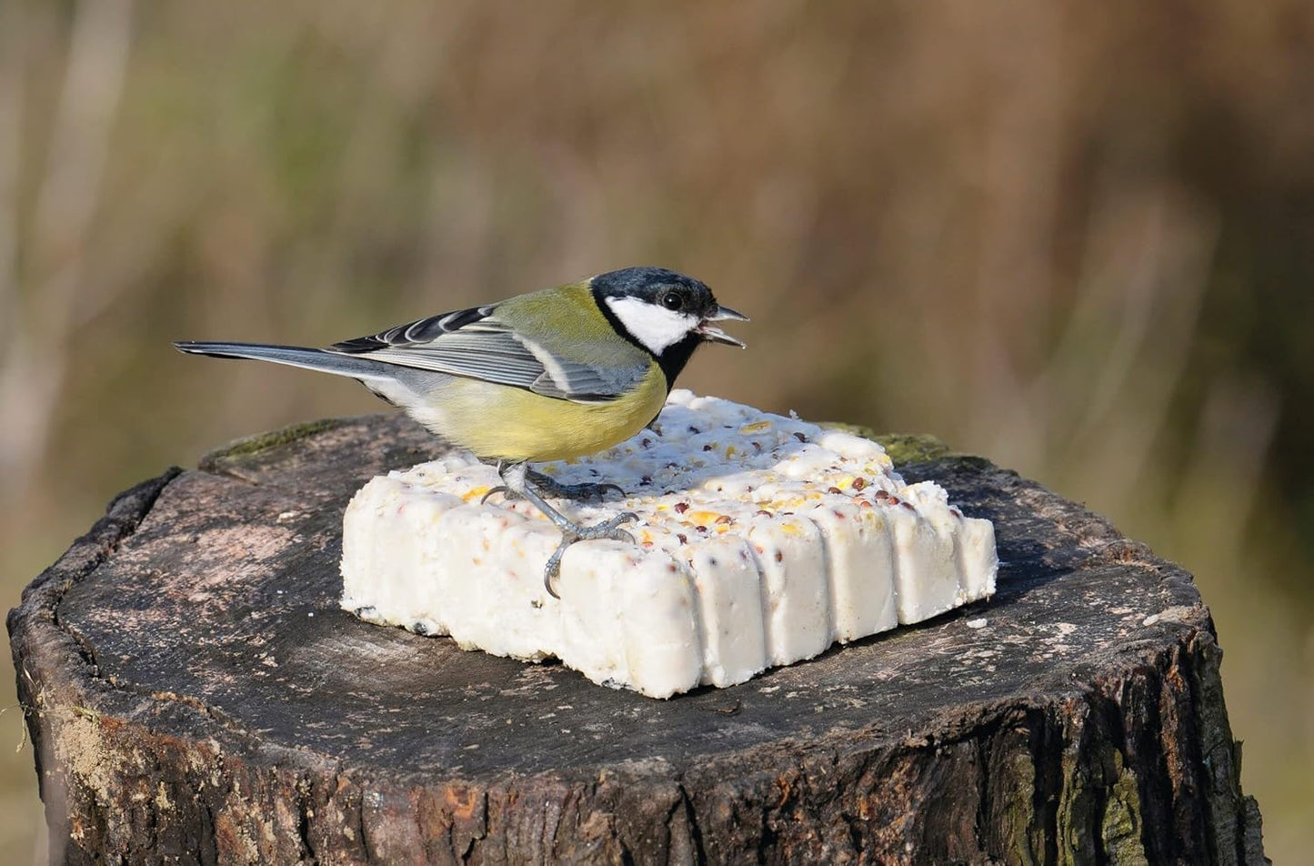 Suet To Go Berry & Bugs 10 Pack