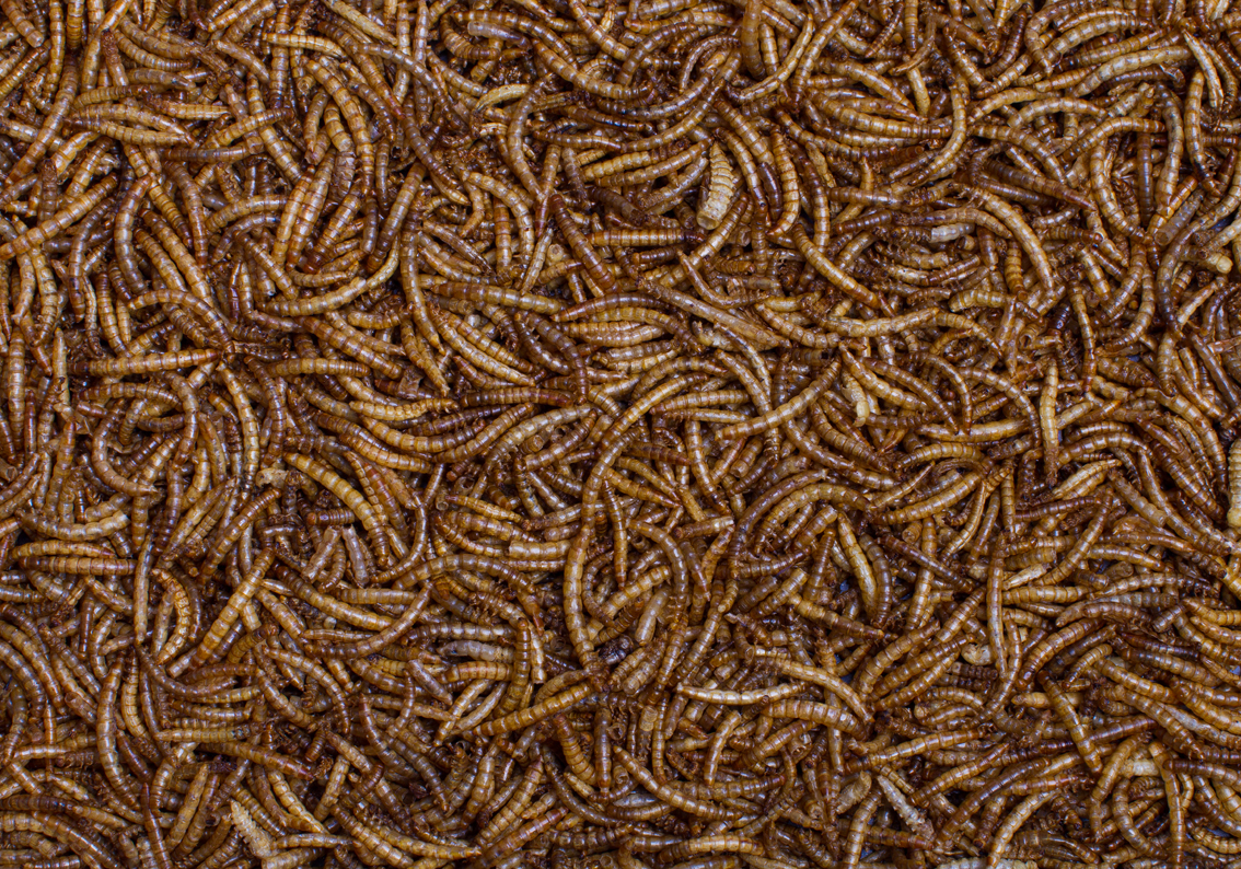 Johnston & Jeff Dried Mealworms Wild Bird Food 500g