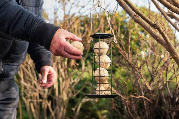 Johnston & Jeff Selected Fat Balls Wild Bird Food Box Of 30