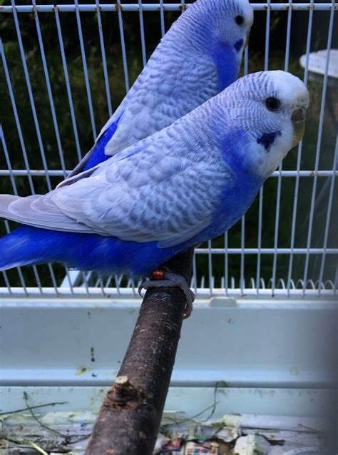 JW Parakeet Toy Spinning Bells