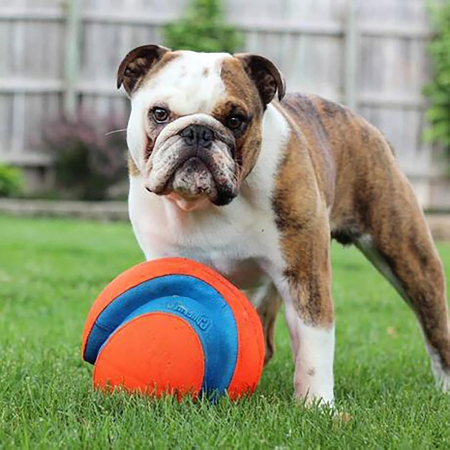 Chuckit! Kick Fetch Large 20cm
