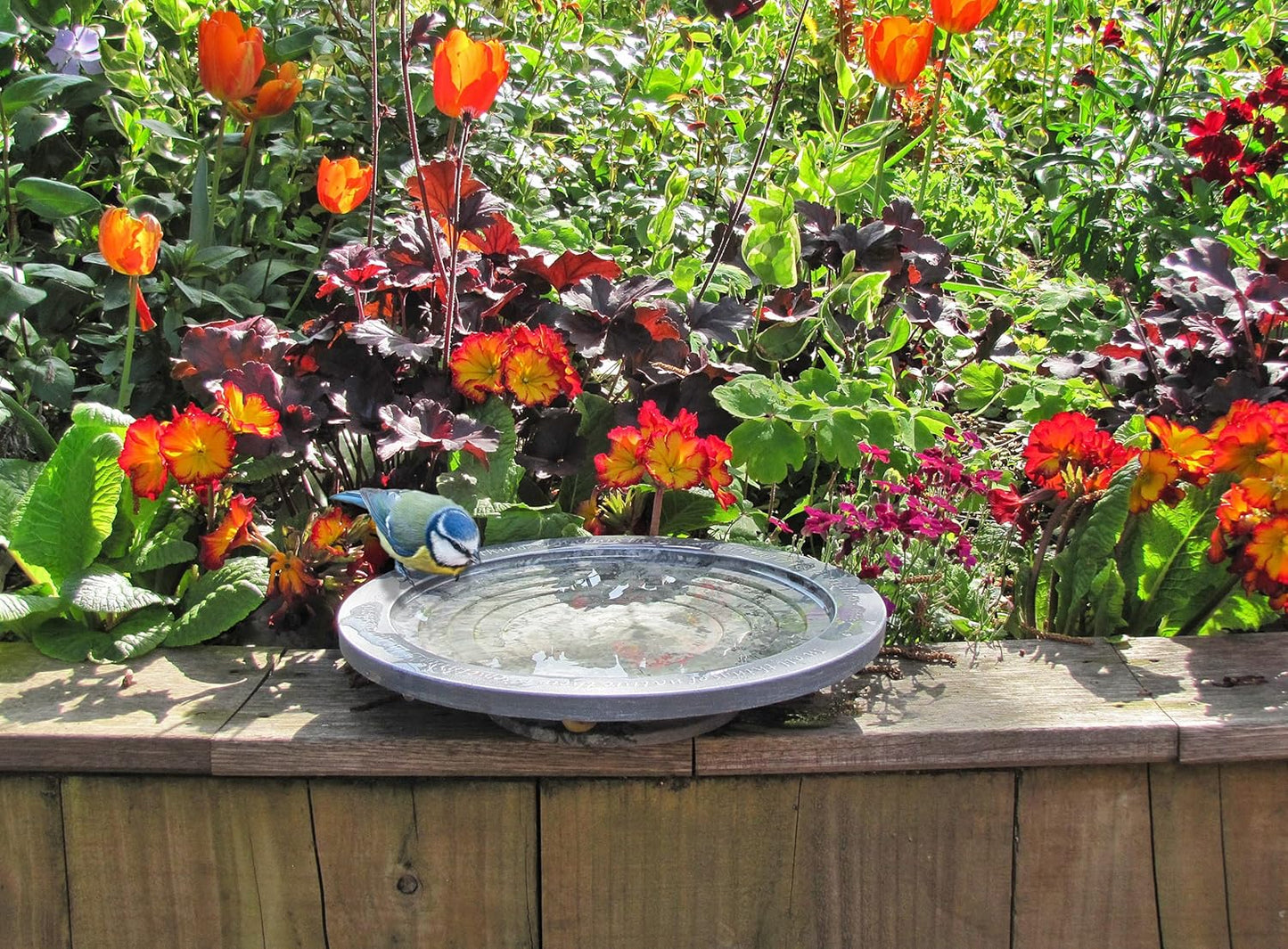 Wildlife World Aristotle Oasis Wild Bird Bath & Drinker