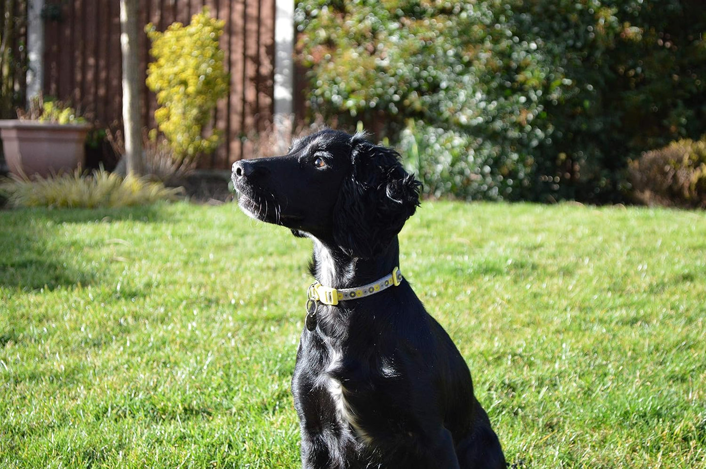 Little Rascals Puppy Collar & Lead Set Yellow