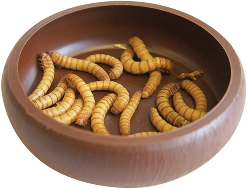 Komodo Mealworm Dish
