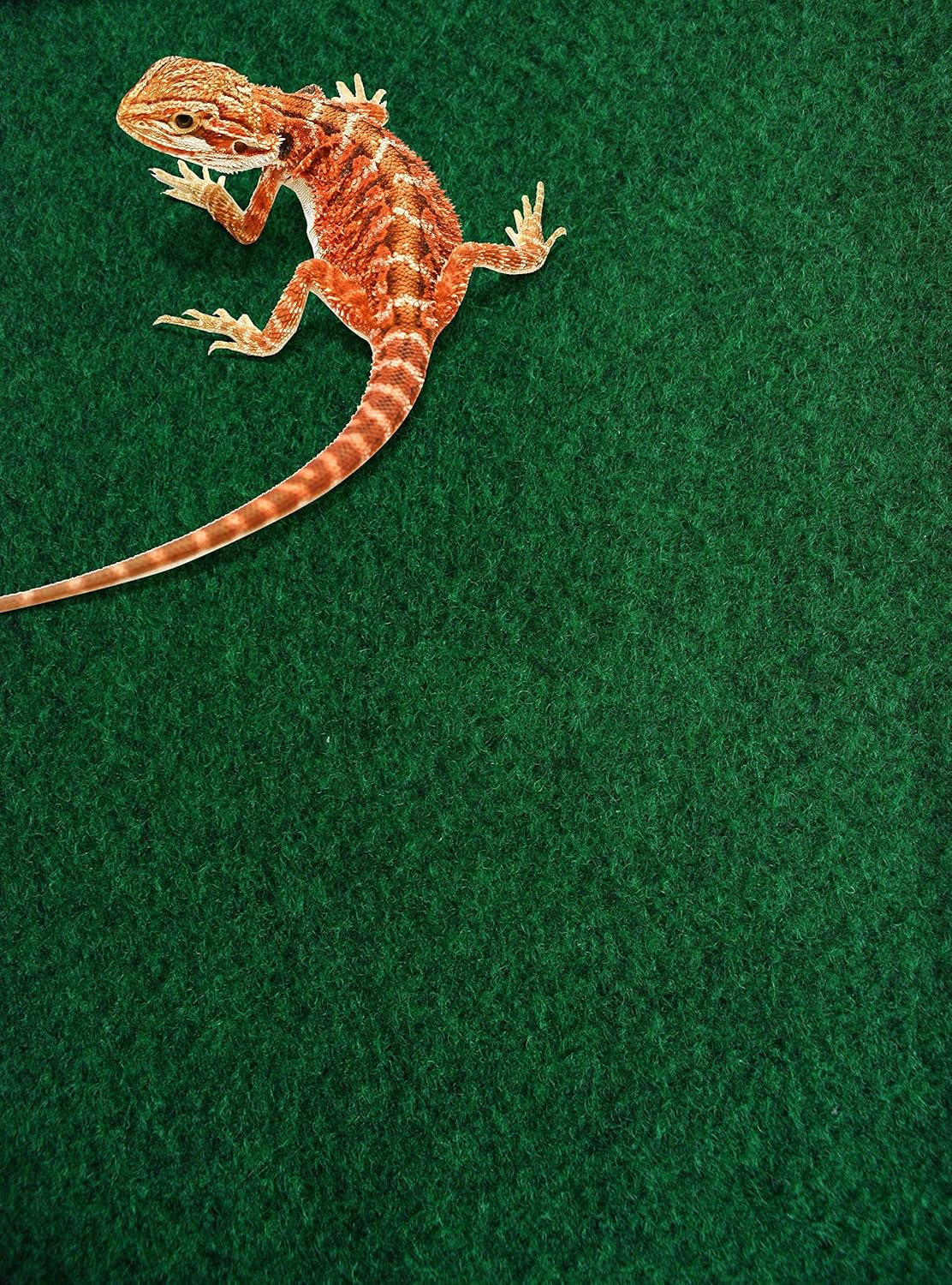 Komodo Reptile Carpet 120 x 60 cm