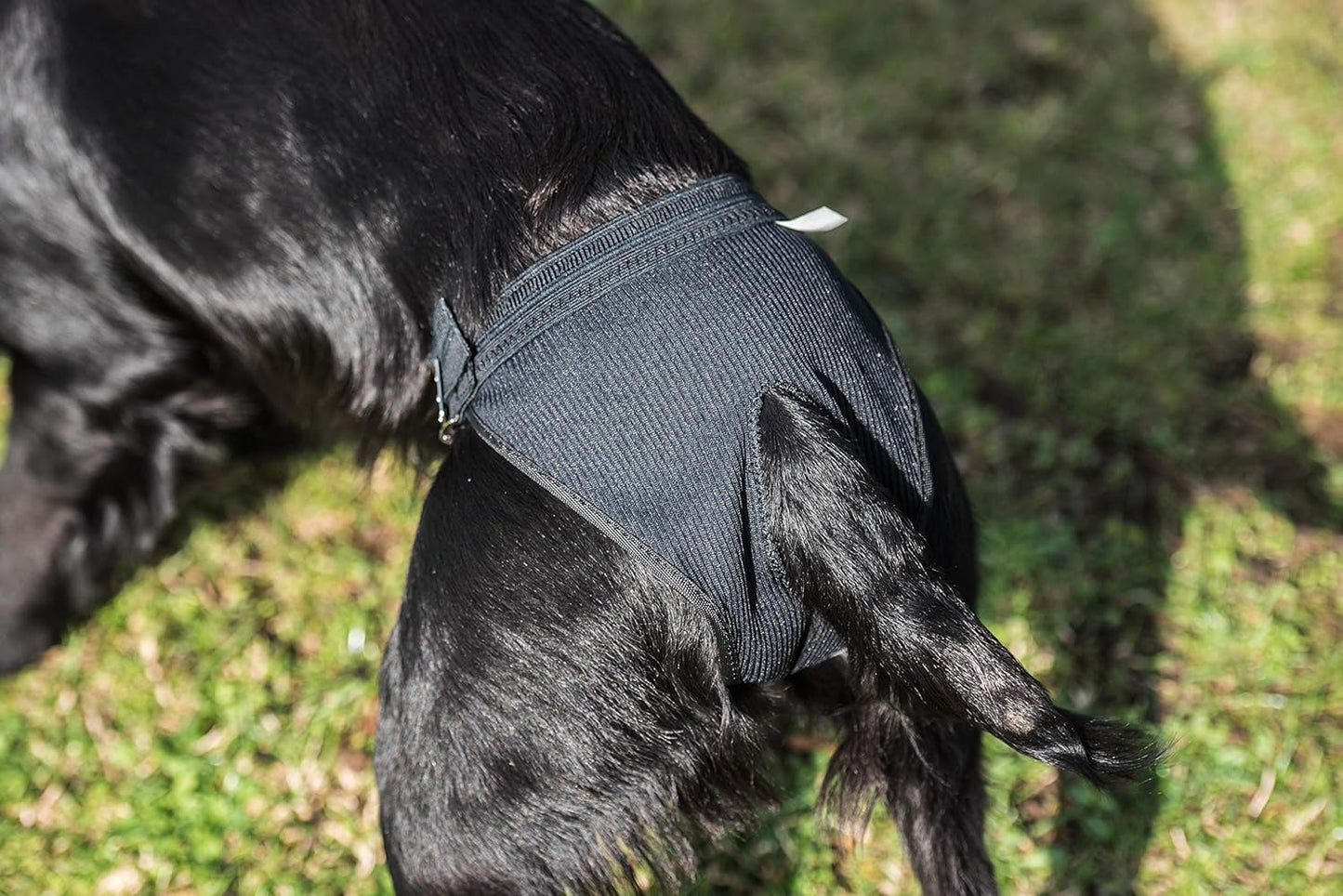 Mikki No Mess No Stress Hygeine Pants For Small Dogs