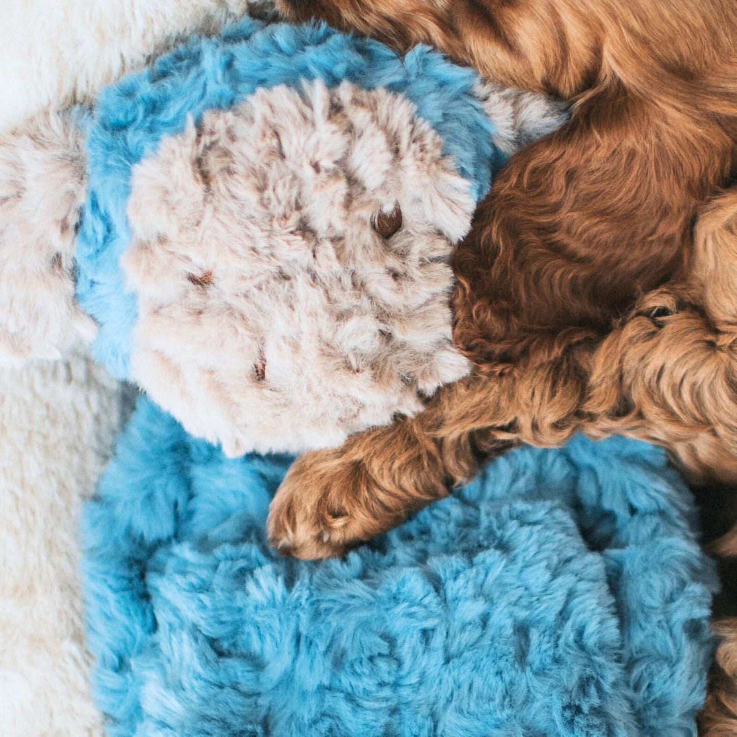 My Dog Monkey Crinkle Toy