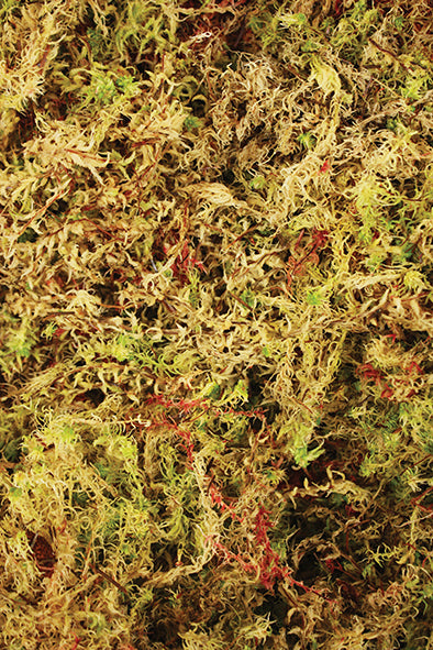 Komodo Sphagnum Moss 3ltr