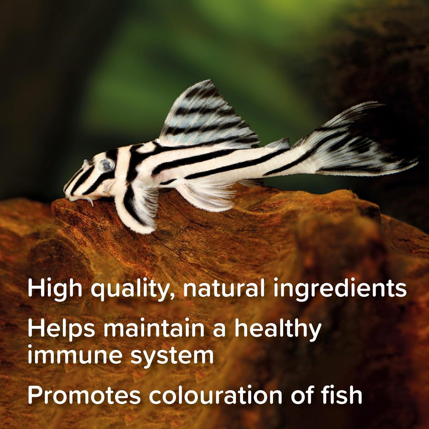 King British Catfish Pellets 60g