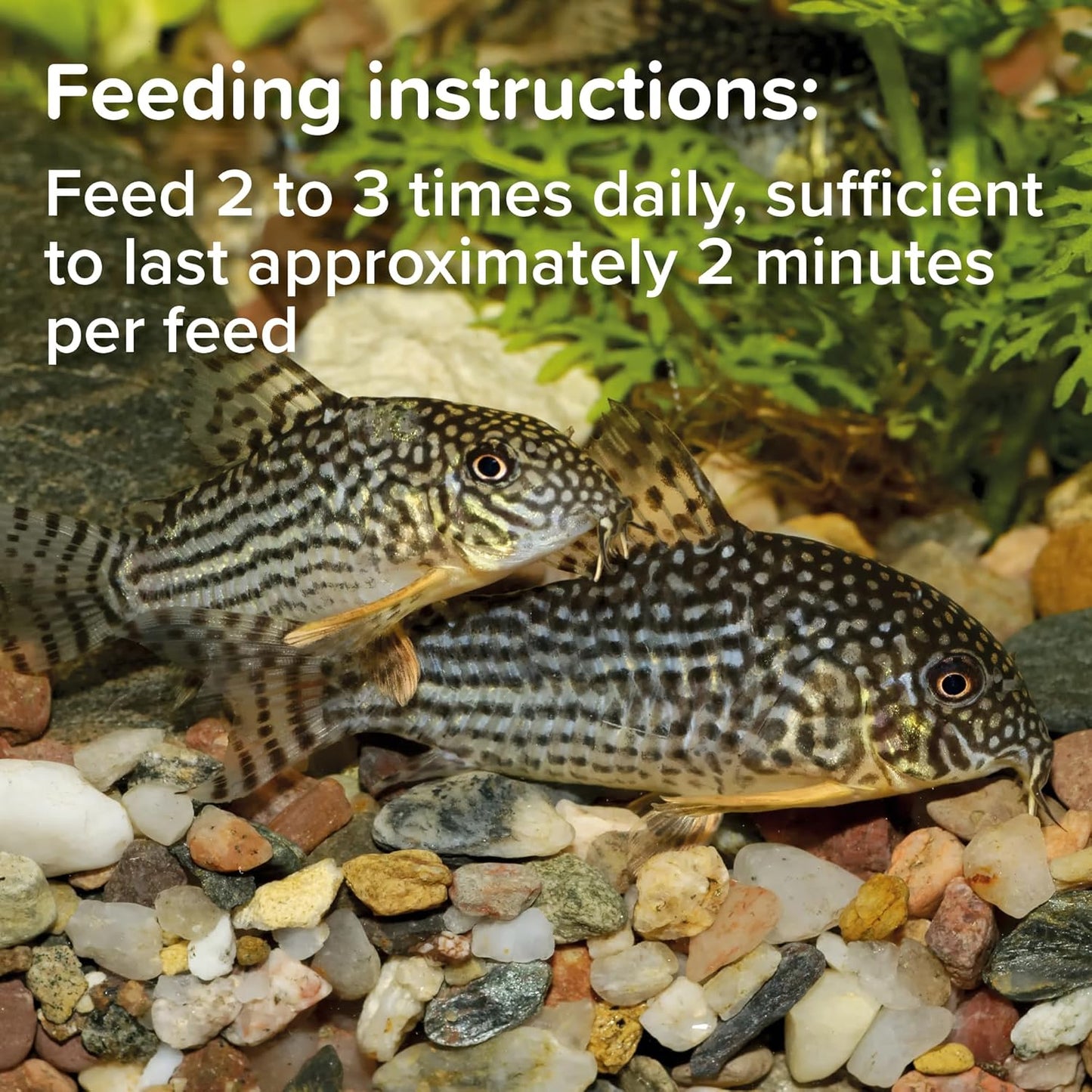 King British Catfish Pellets 60g