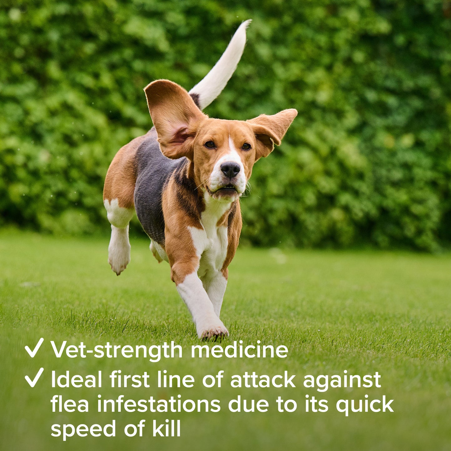 Beaphar Flea 11.4mg Tablets For Small Dogs 3 Tablets, Fast Acting Kills Fleas Within 24hours