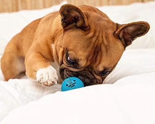 Small Talking Babble Ball Dog Toy
