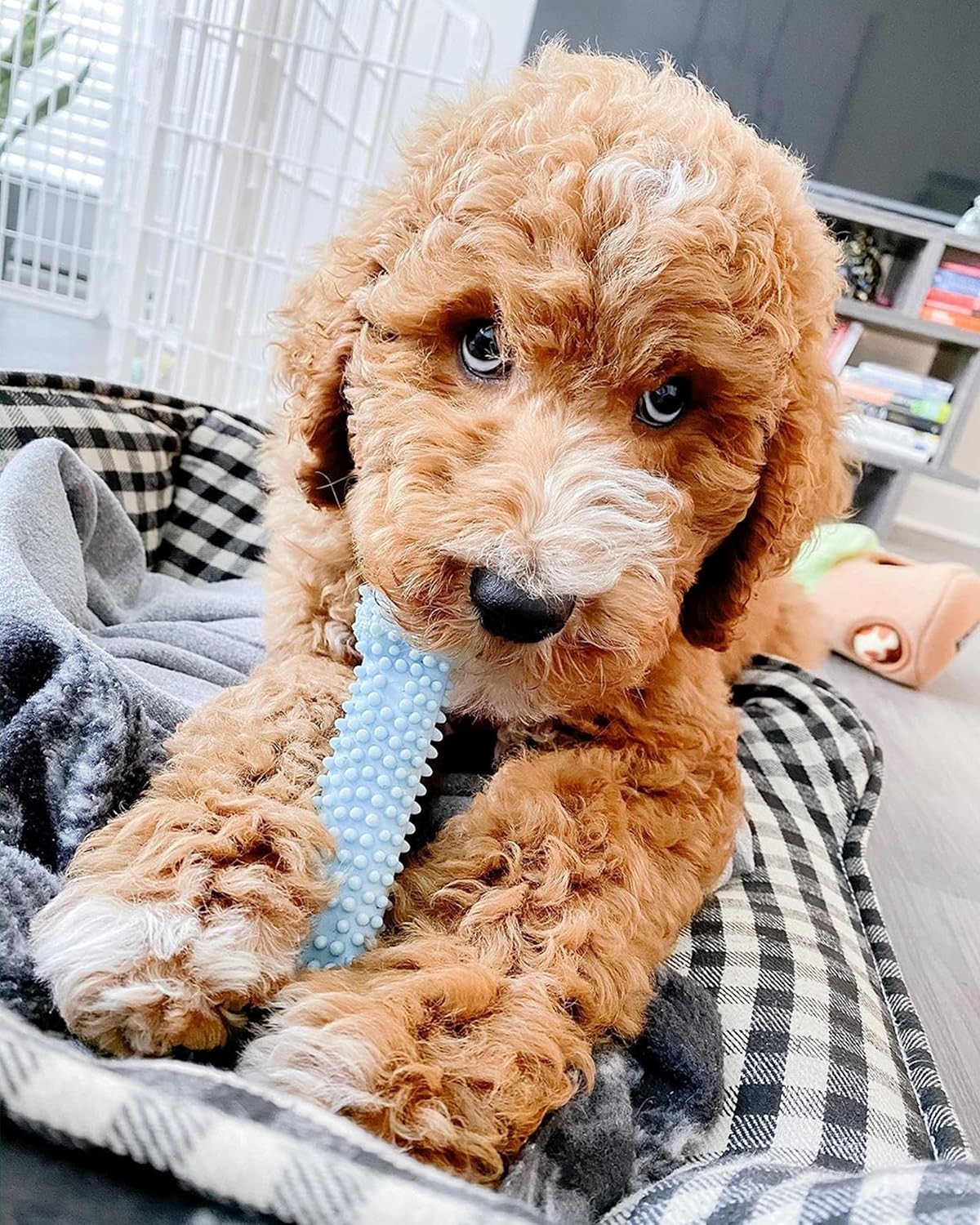 Nylabone Puppy Teething Bone Blue X Small