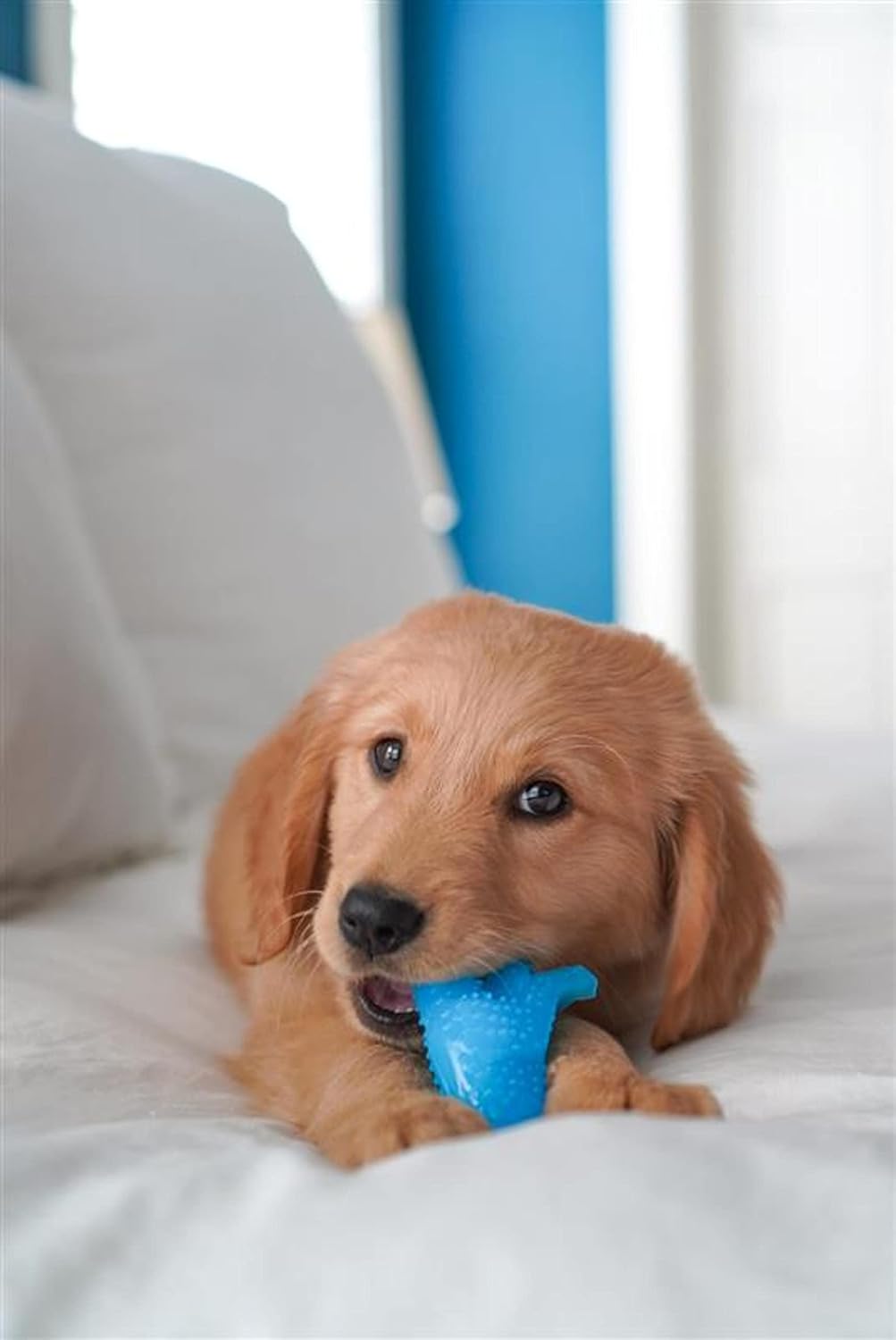 Nylabone Puppy Dino Chicken Small