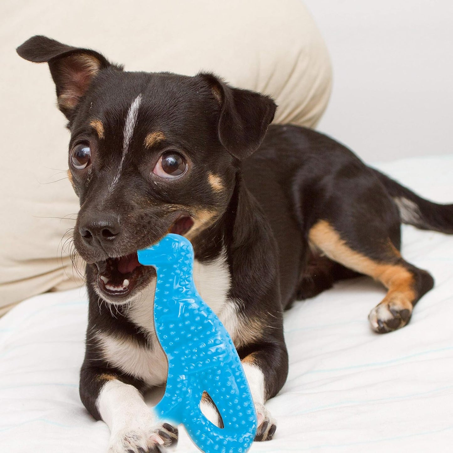 Nylabone Puppy Dino Chicken Small