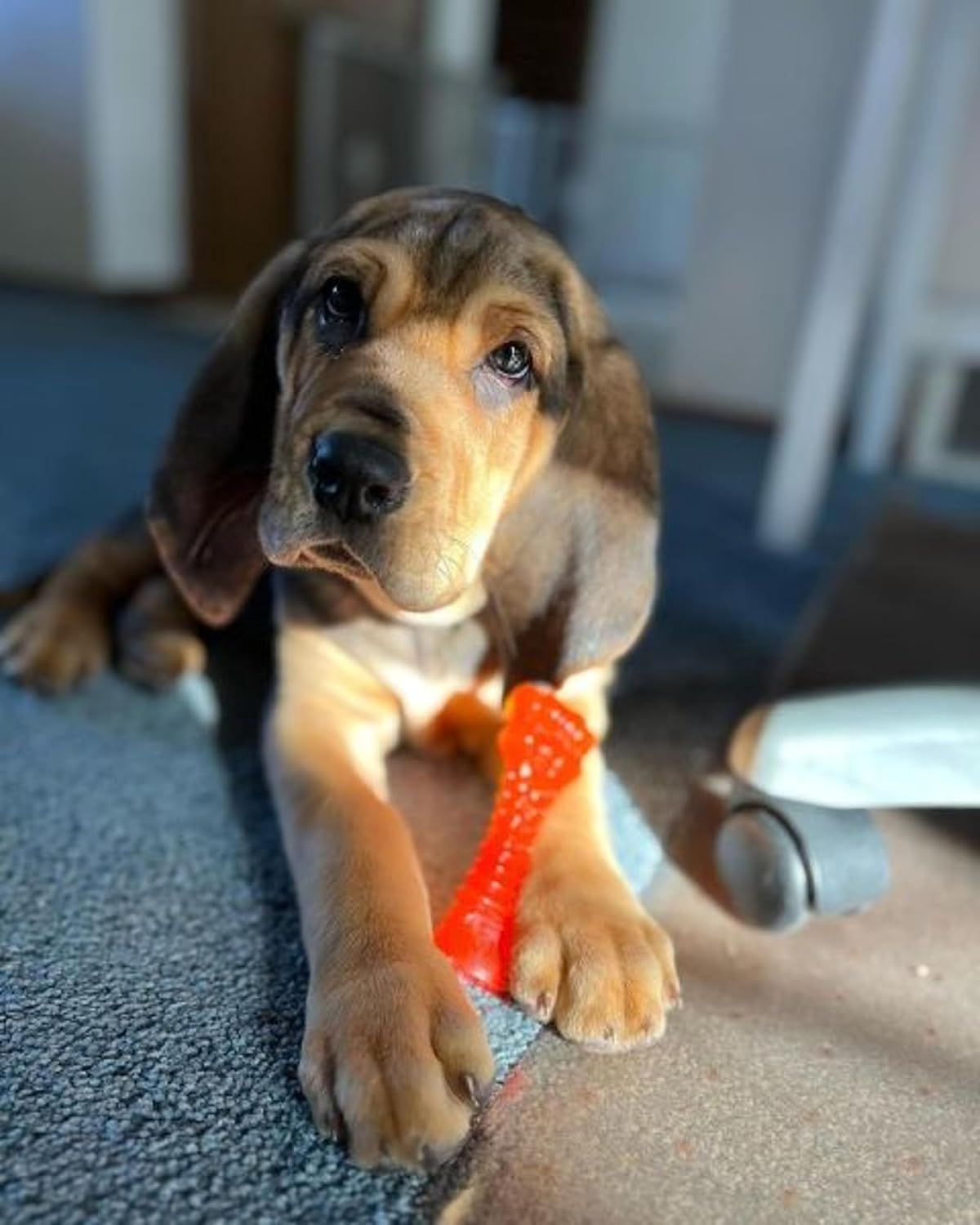 Nylabone Puppy Chill & Chew Small