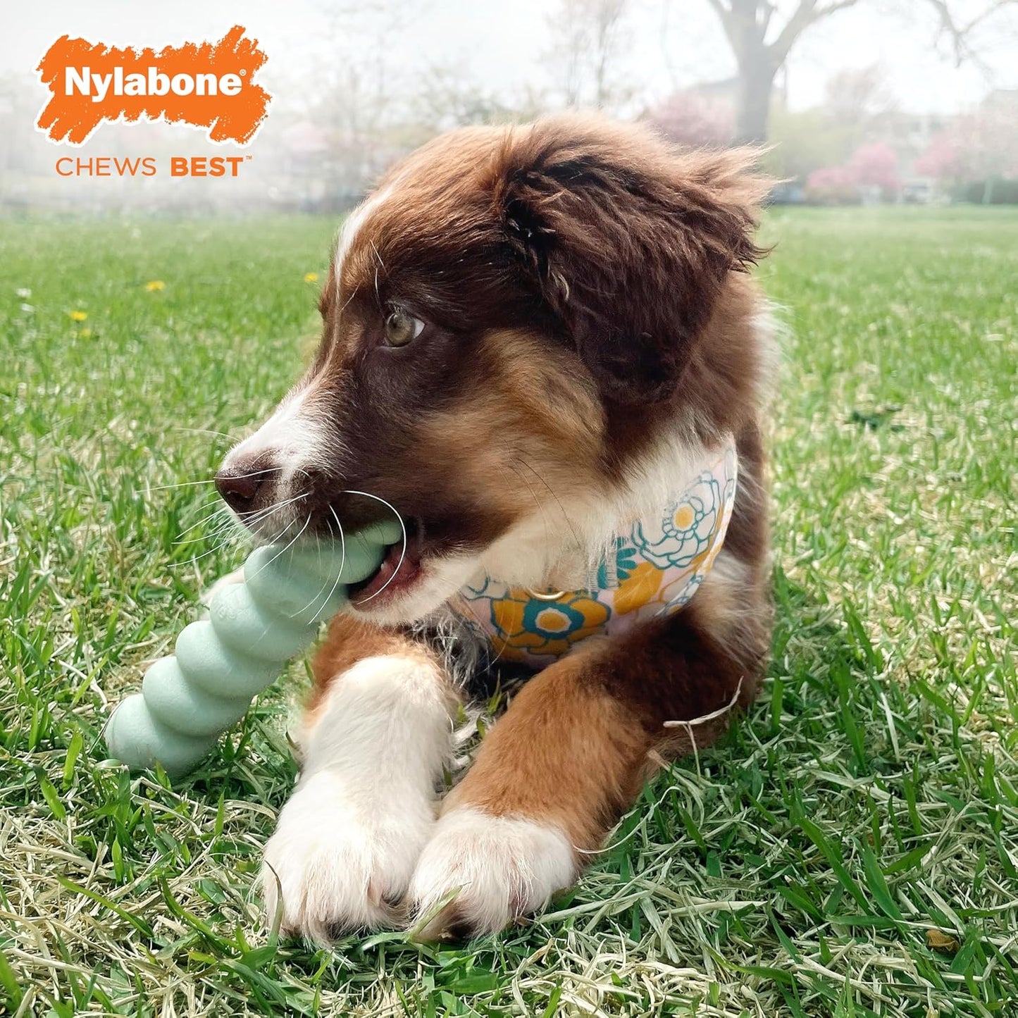 Nylabone Puppy Tactile Stick Peanut Butter Small