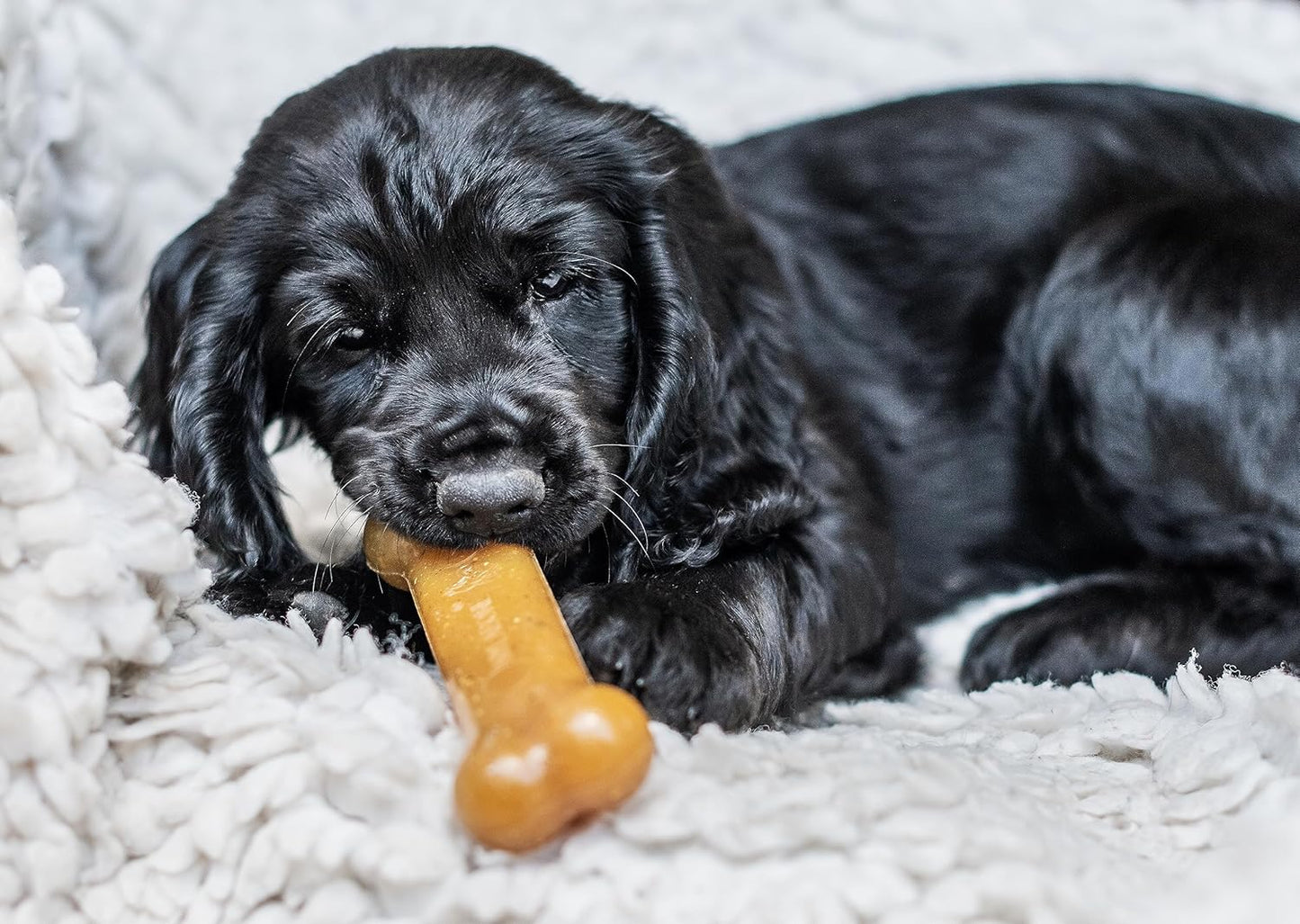 Nylabone Puppy Stages Chew Pack Medium