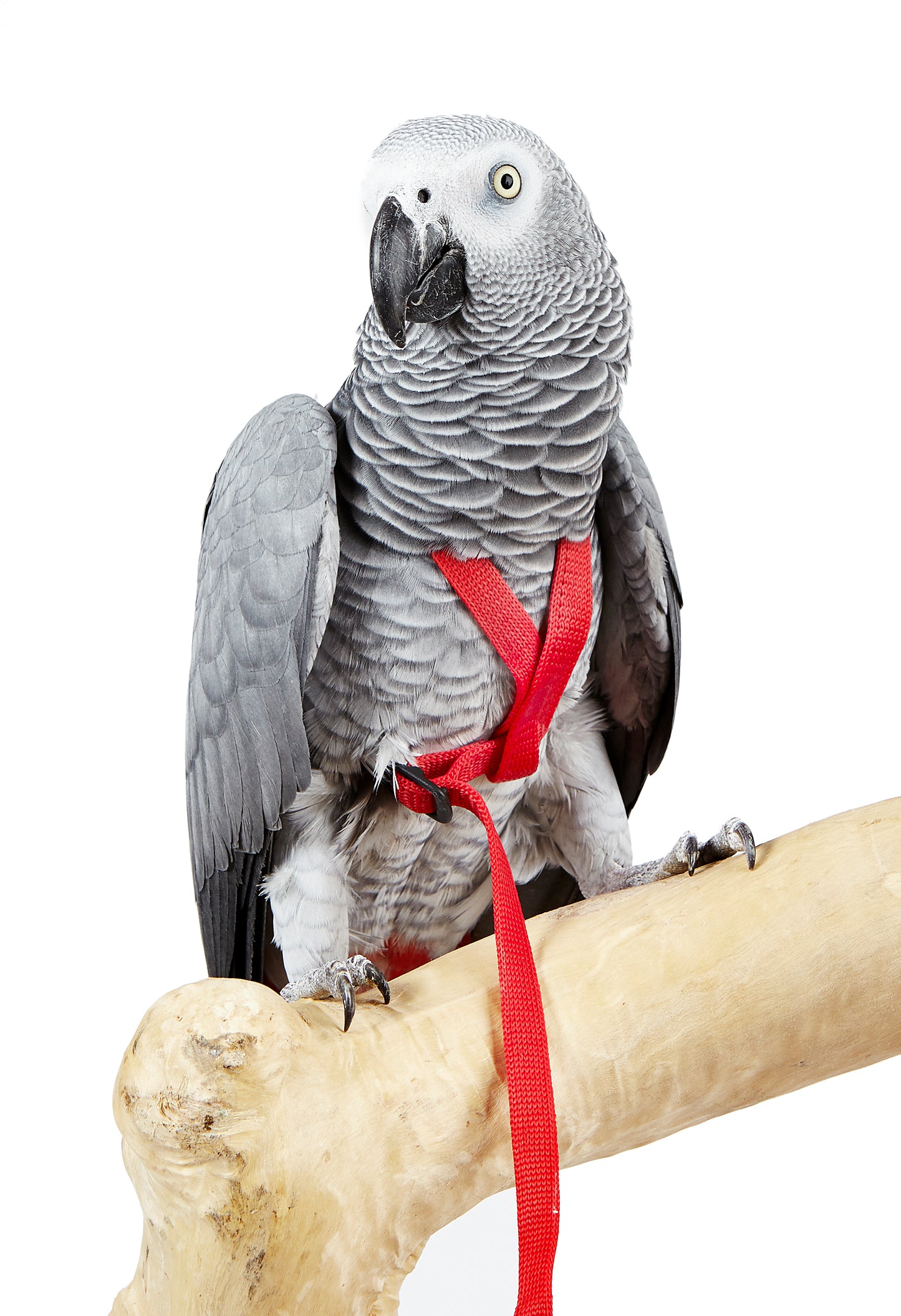 Adventure Bird Harness Medium Black