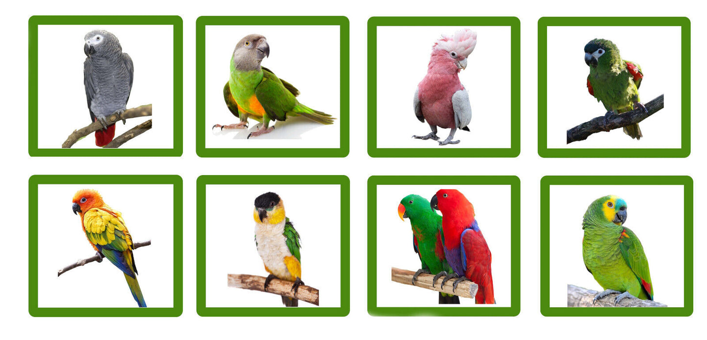 Wundapets Buckingham Parrot Stand Stone White