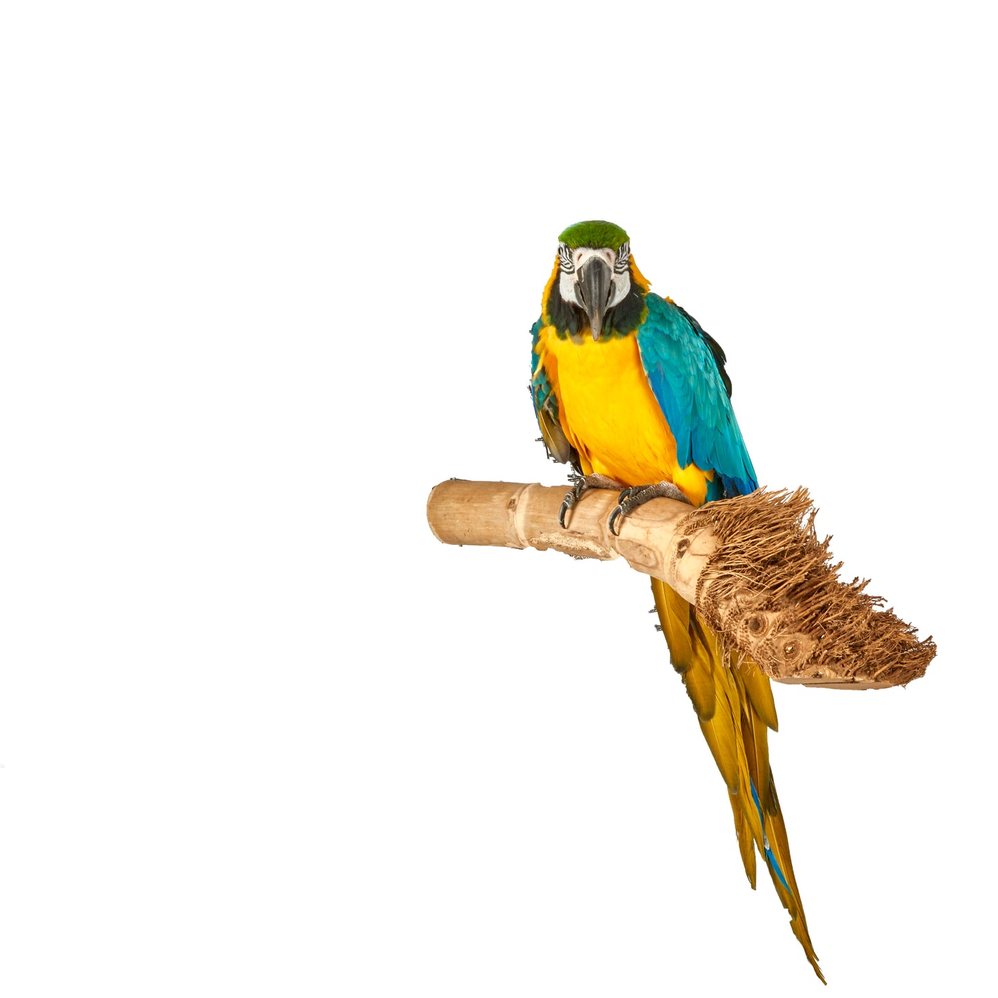 Java Bamboo Perch Medium